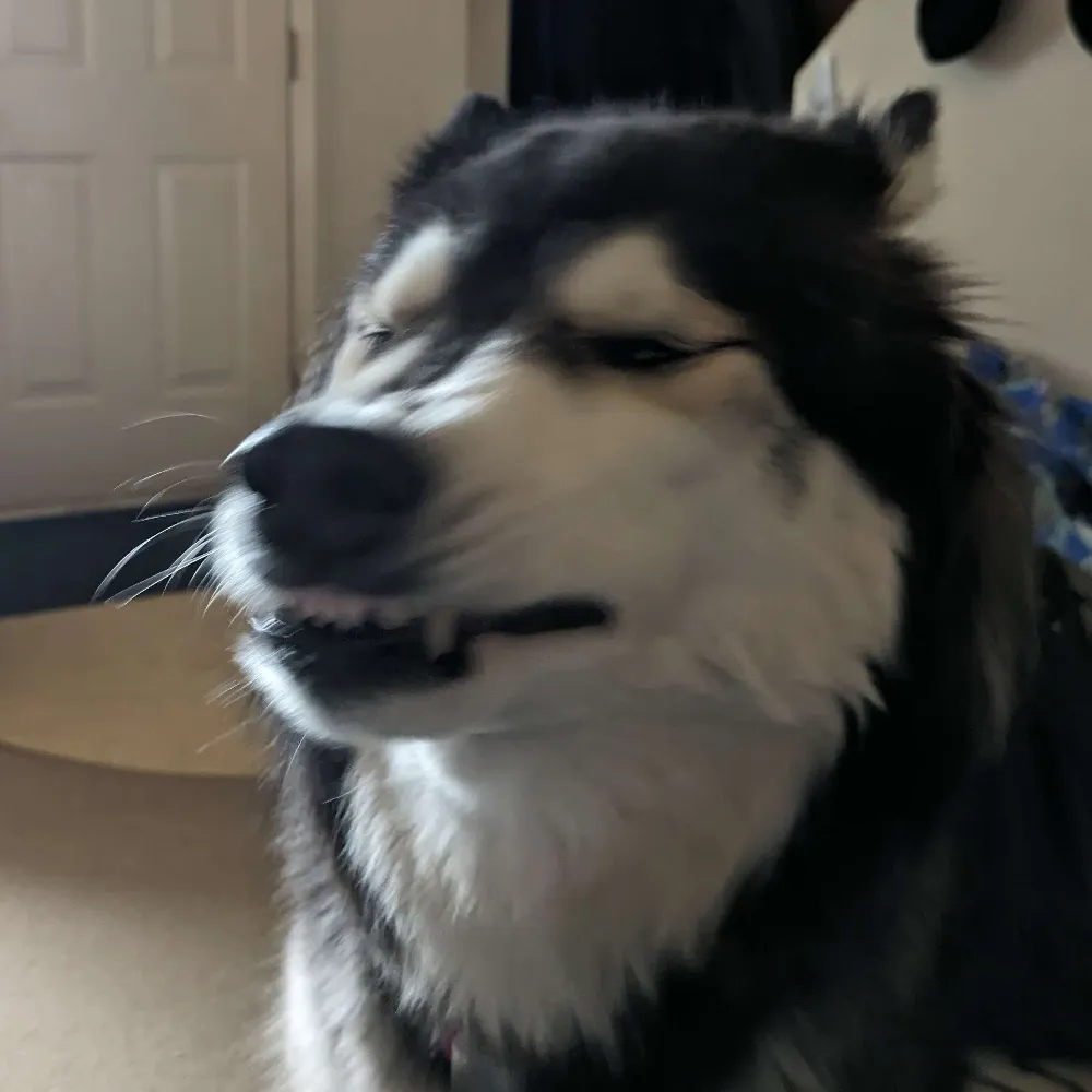 humanisthound.bsky.social's profile picture