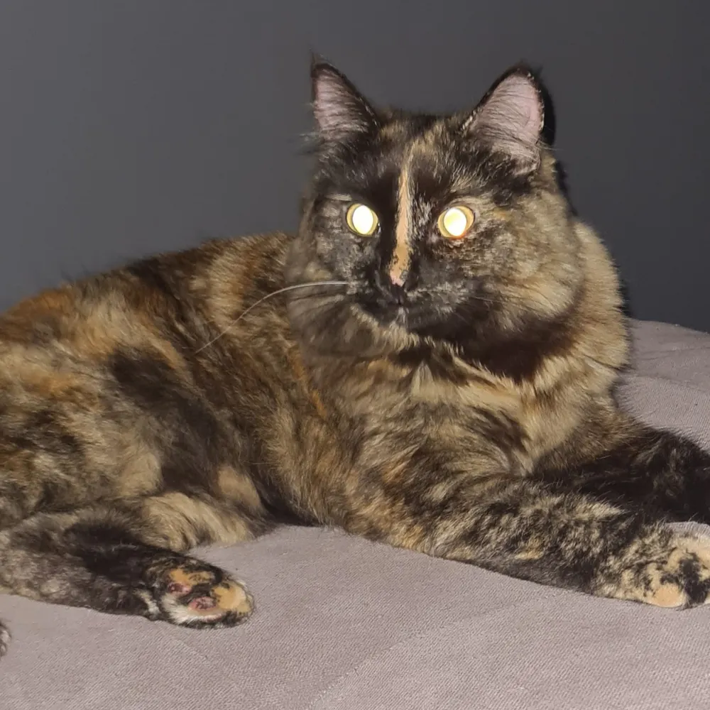 bashpipe.bsky.social's profile picture