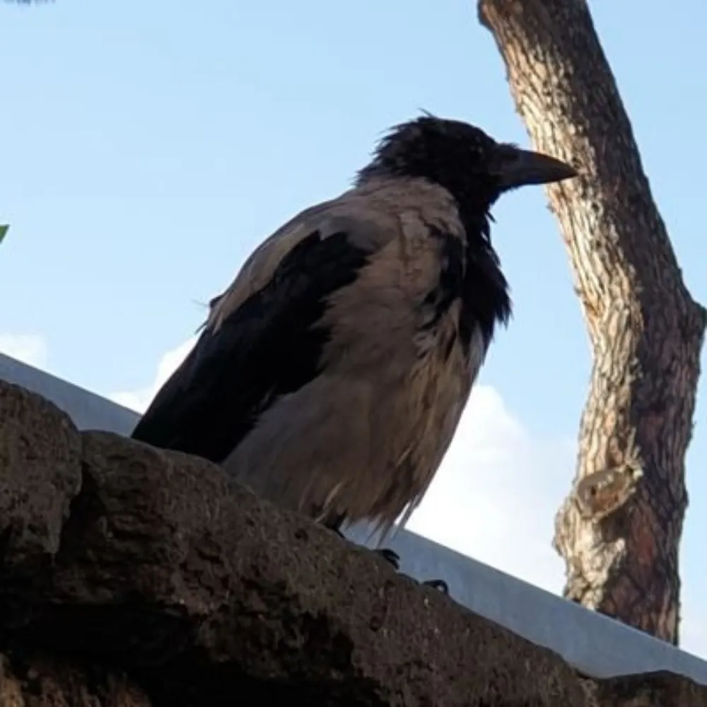 maiopine.bsky.social's profile picture