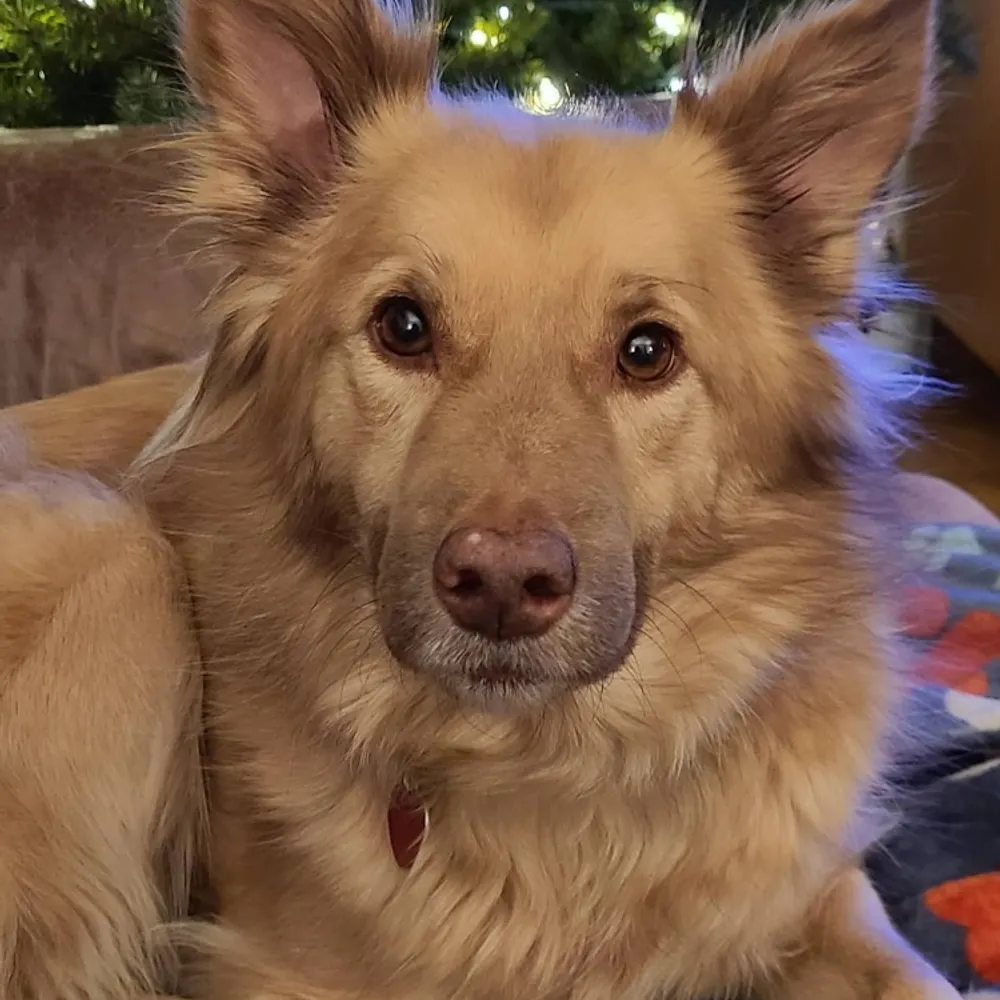 stillmichelled.bsky.social's profile picture