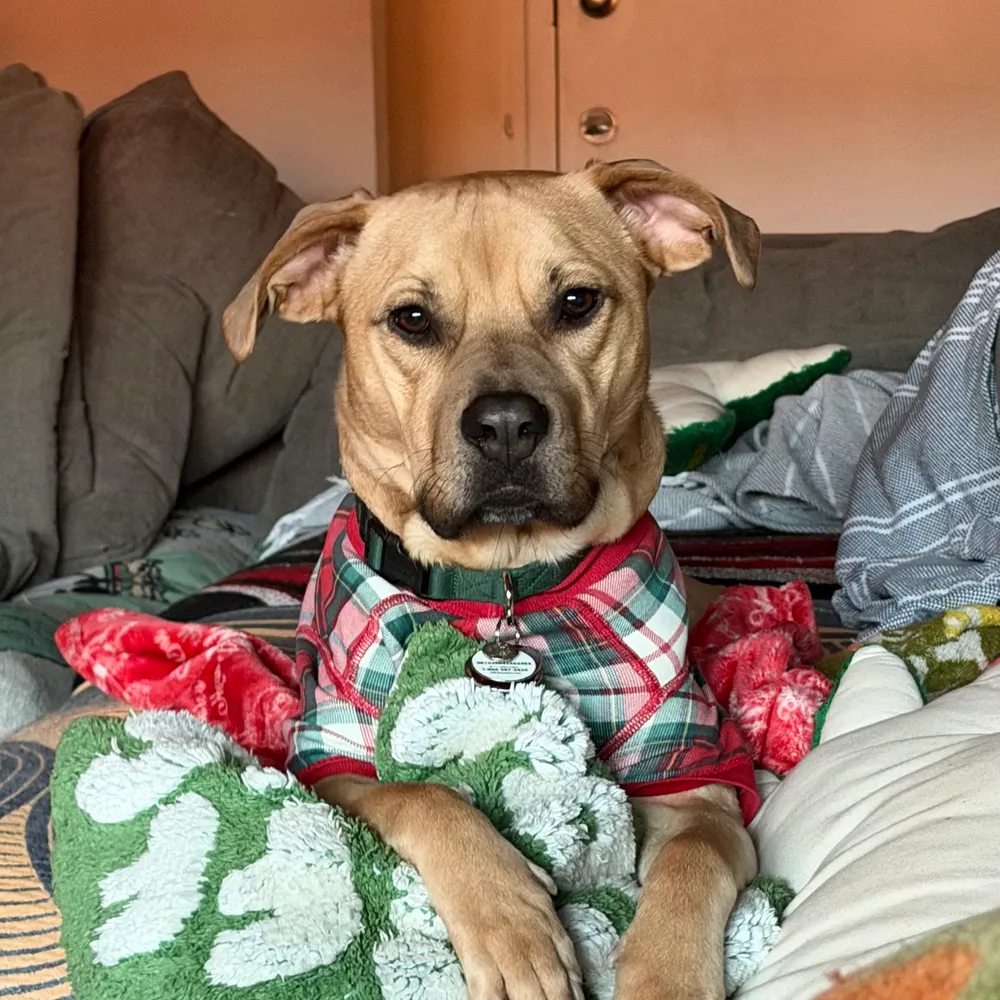 kat86.bsky.social's profile picture