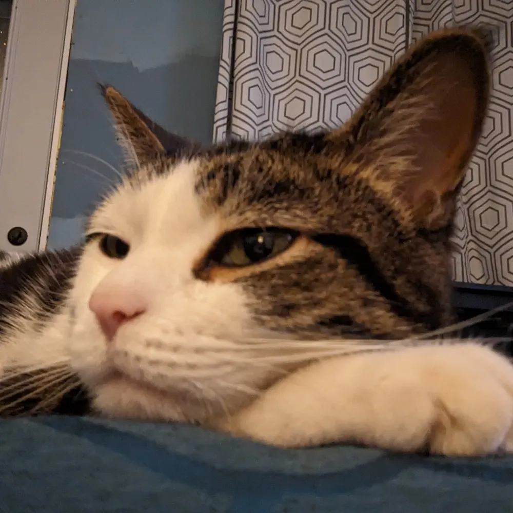 optimisticdoomer.bsky.social's profile picture