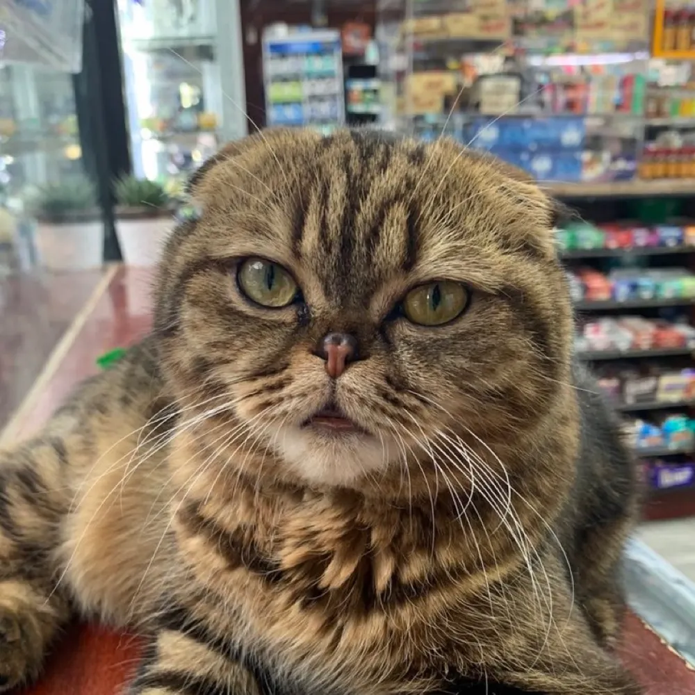 bodegacats.bsky.social's profile picture