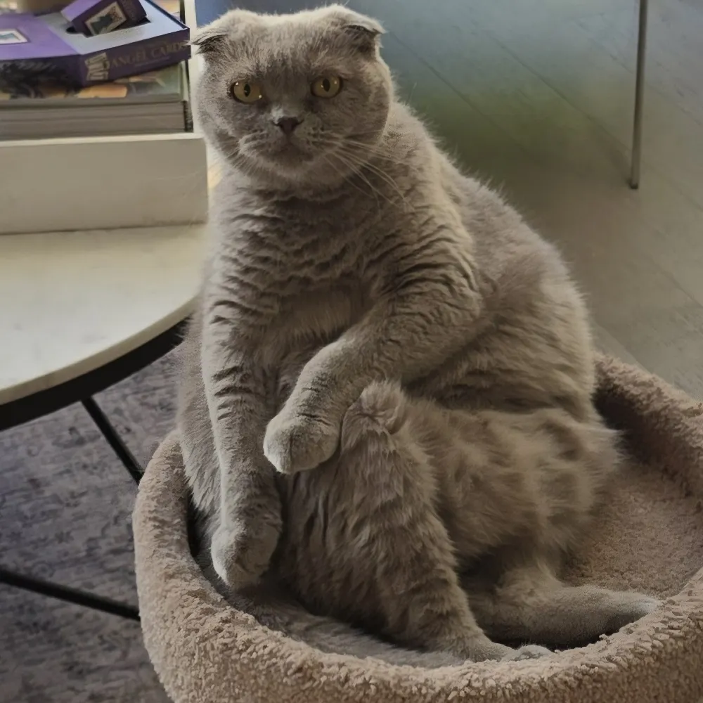 purrelli.bsky.social's profile picture