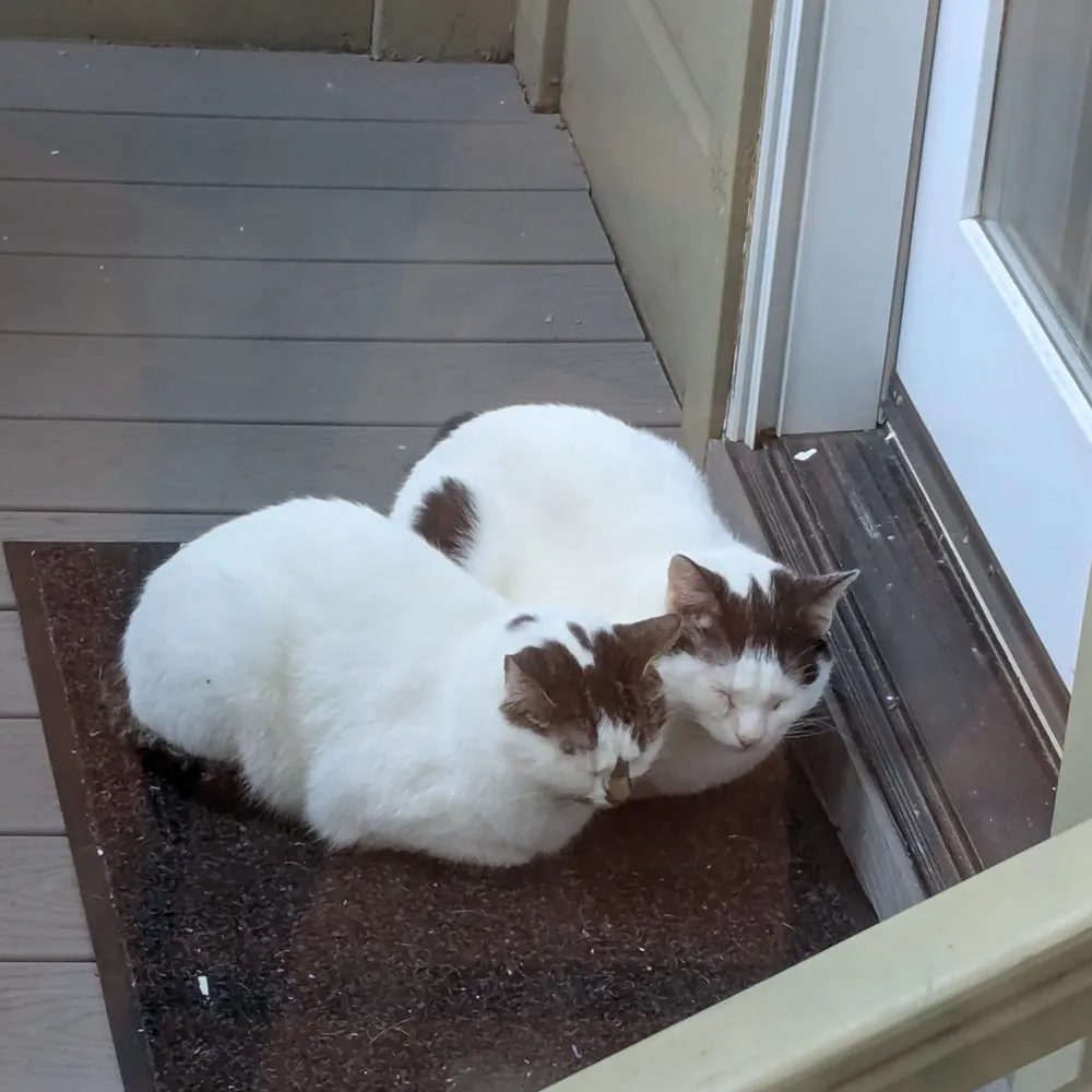 cedichou.bsky.social's profile picture