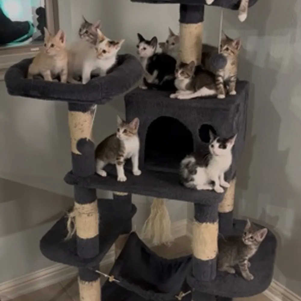 tigerpoppy.bsky.social's profile picture