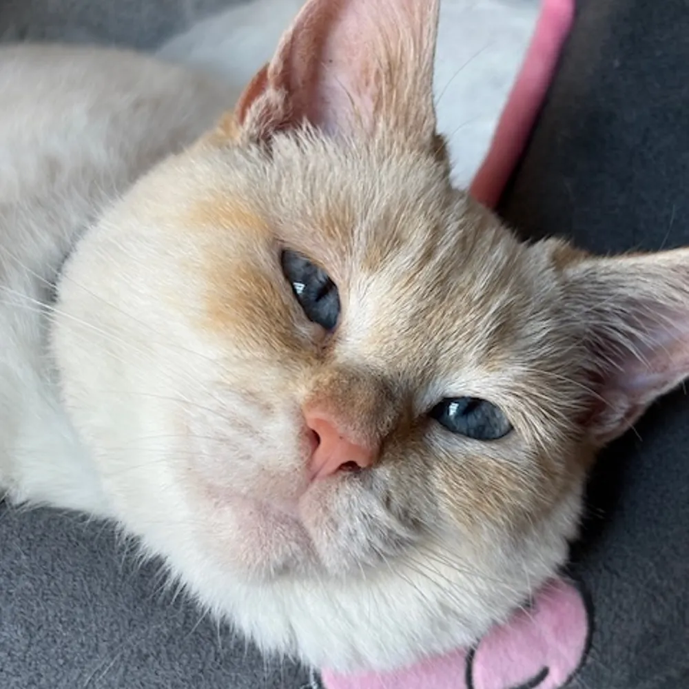 annmesnikoff.bsky.social's profile picture