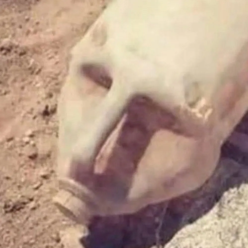 phildinn.bsky.social's profile picture