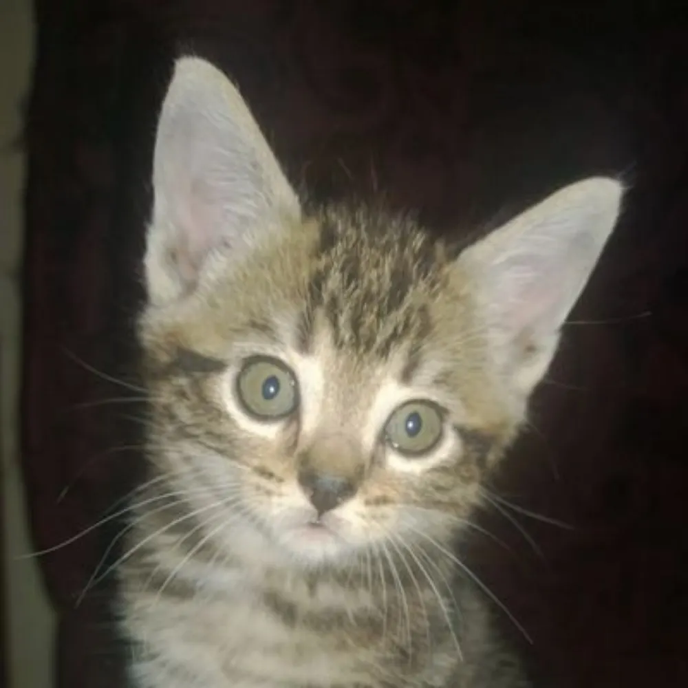 daisydo333.bsky.social's profile picture