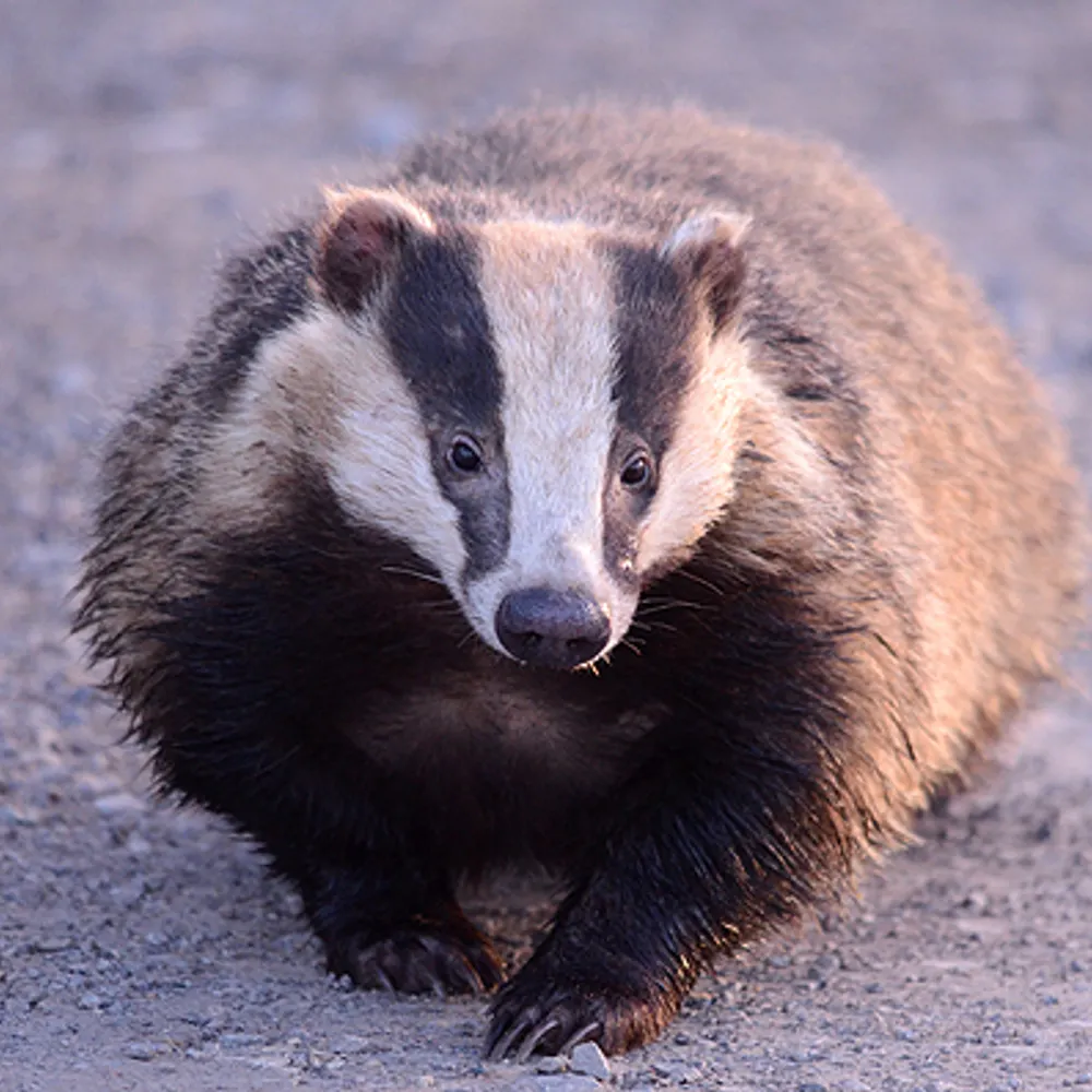 hate2badgeryou.bsky.social's profile picture