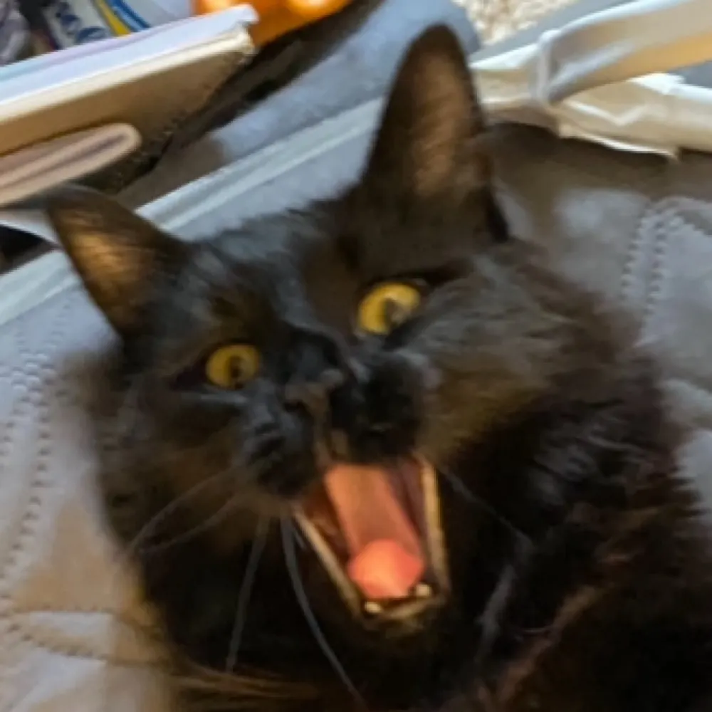 ellafitzg.bsky.social's profile picture