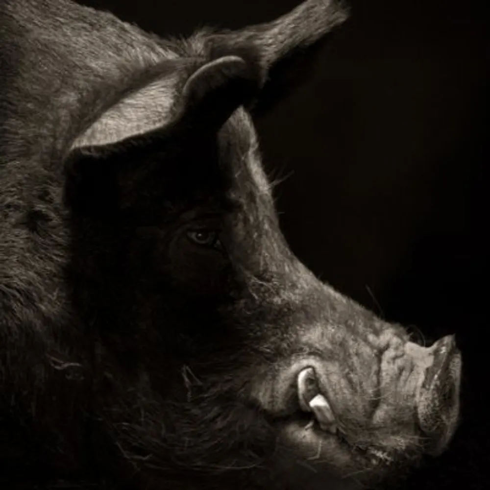 gato-loco.eurosky.social's profile picture