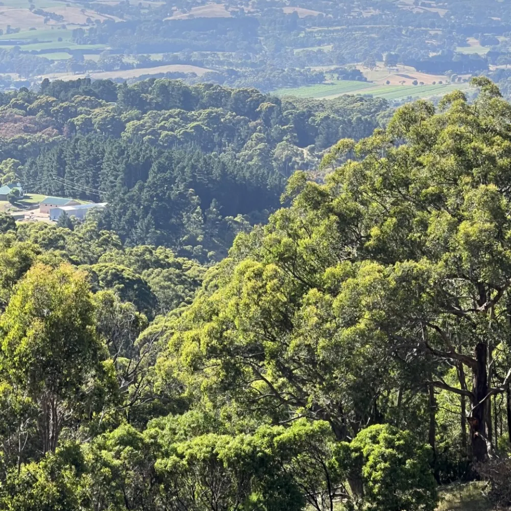 greychin.bsky.social's profile picture