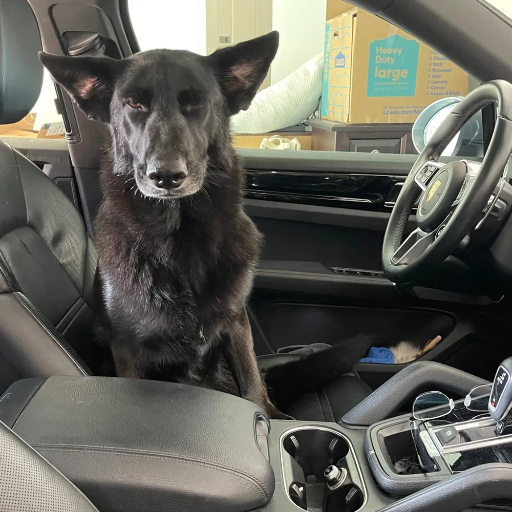 cynicalgsd.bsky.social's profile picture