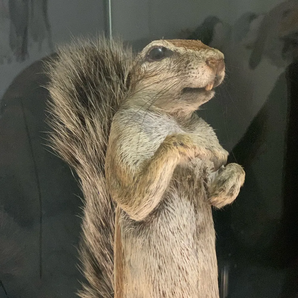 blues82.bsky.social's profile picture