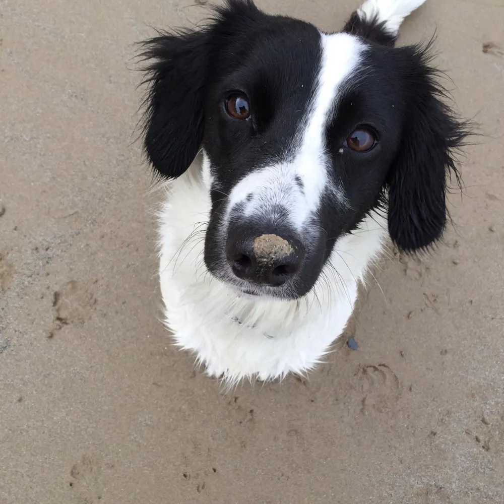 spursyflo.bsky.social's profile picture