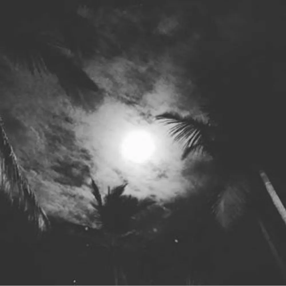 cdss.bsky.social's profile picture