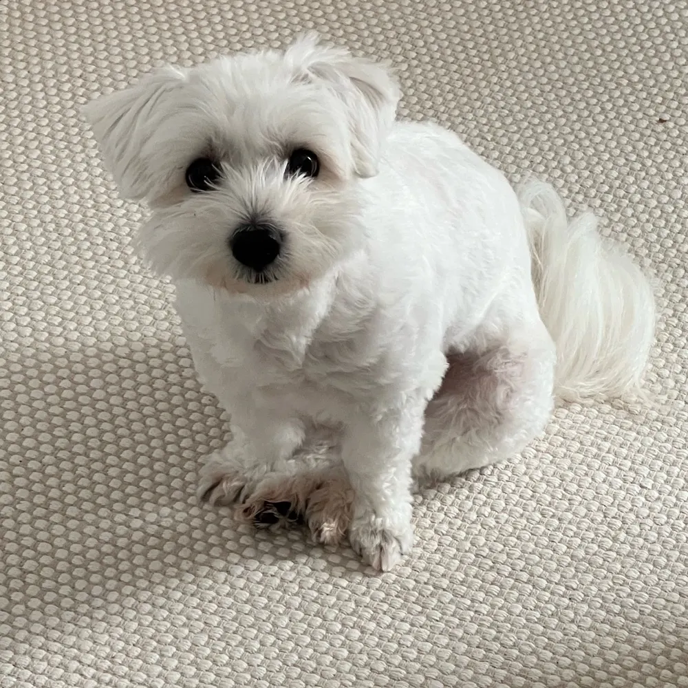 jasonkwong.bsky.social's profile picture