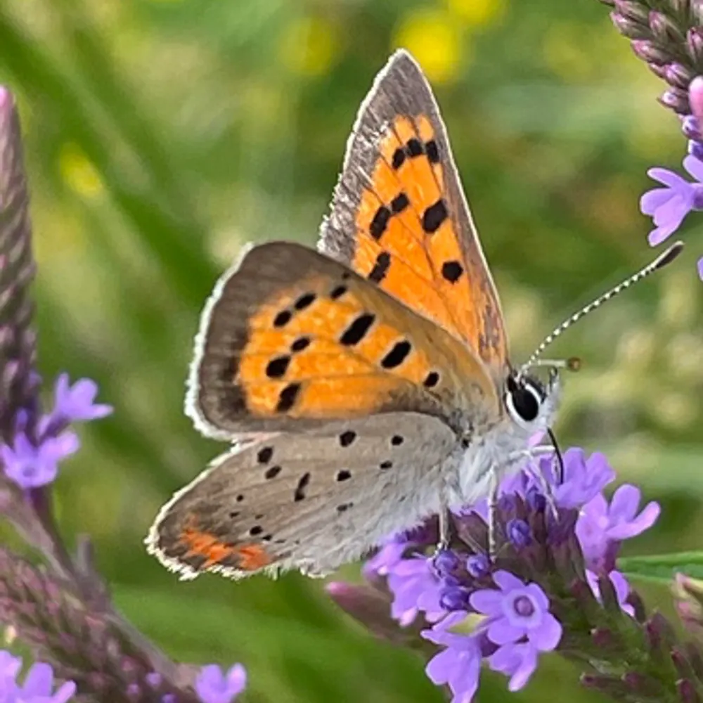 octobermystic.bsky.social's profile picture