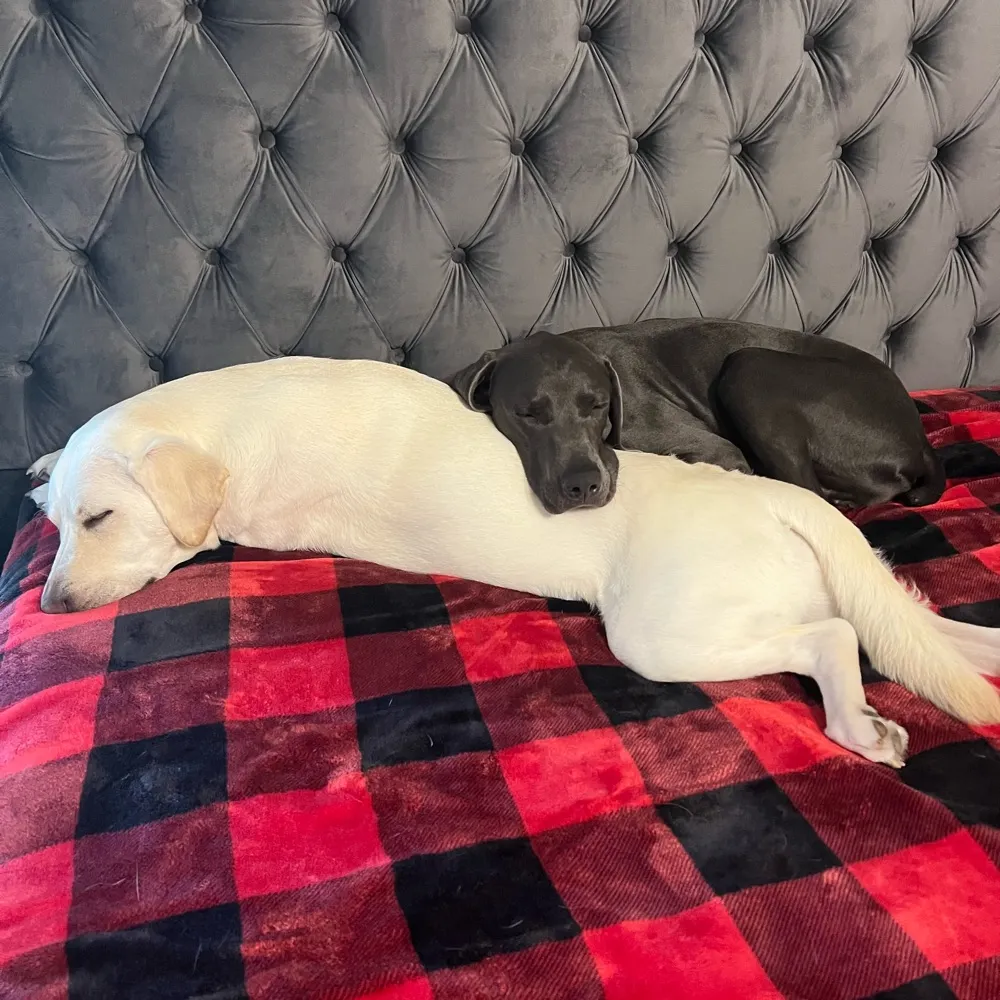 zmaz.bsky.social's profile picture