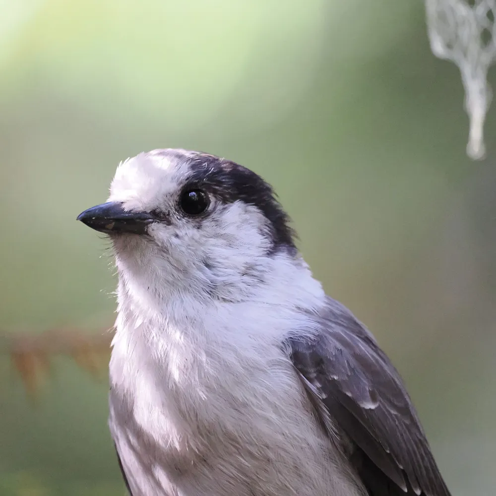 lightlybirdy.bsky.social's profile picture