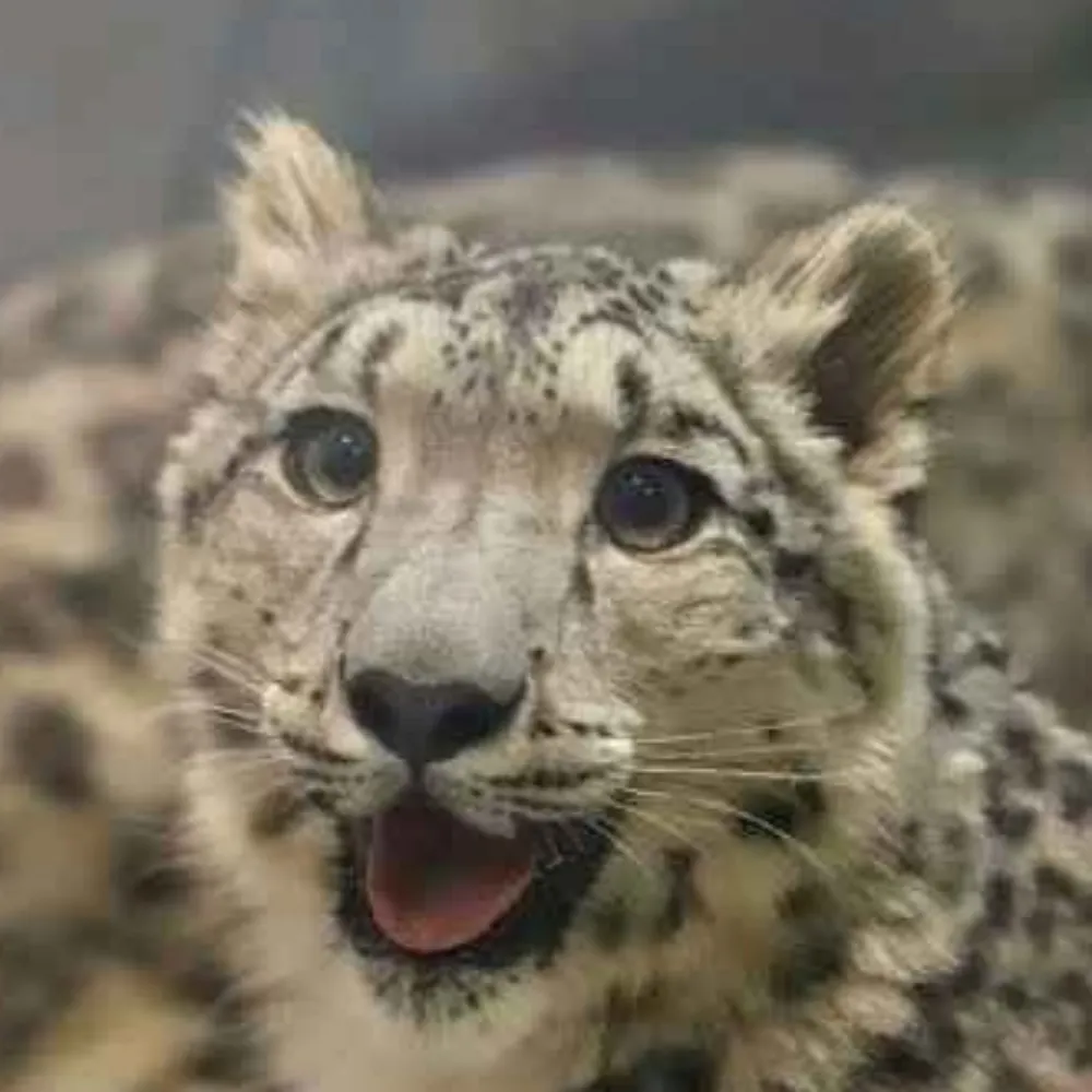 afthatheshrouded.bsky.social's profile picture