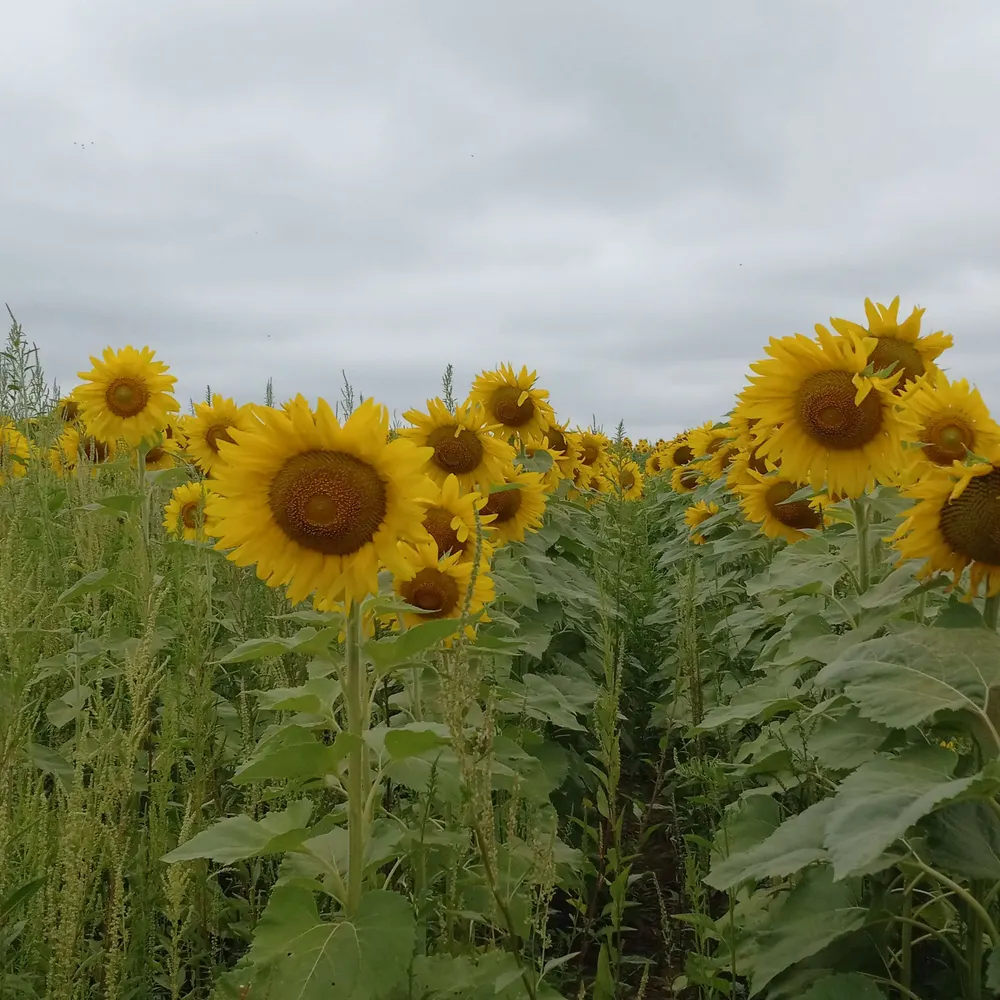 mscb.bsky.social's profile picture