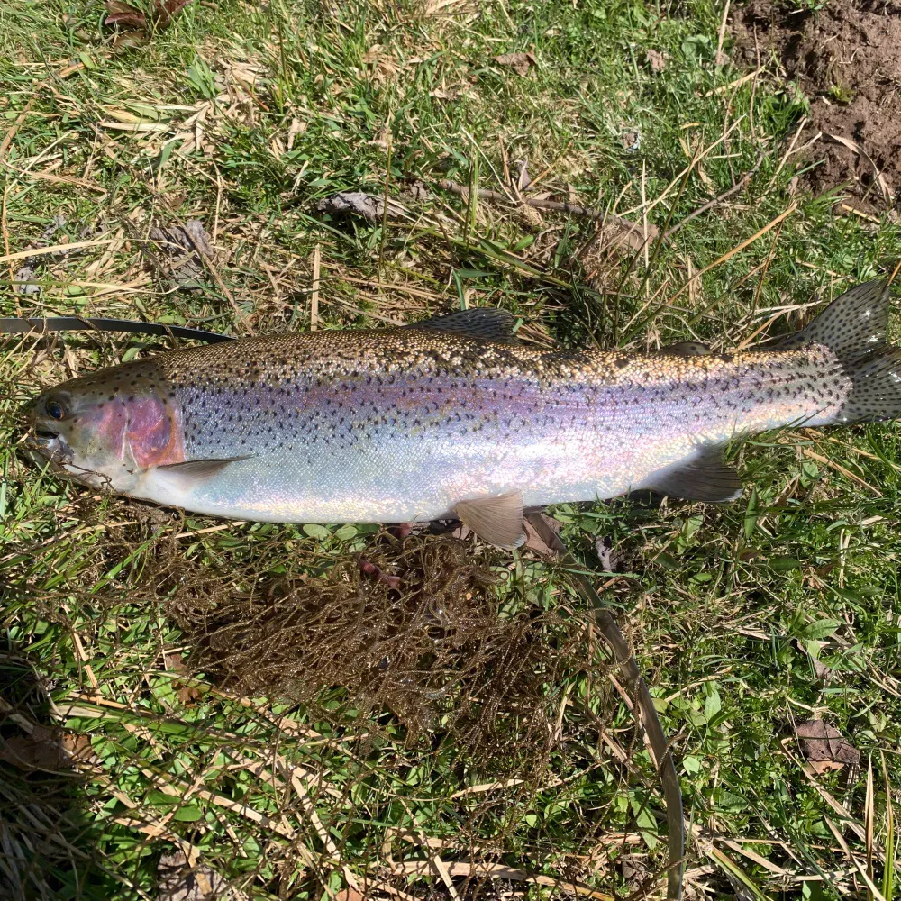 charleyphogg.bsky.social's profile picture