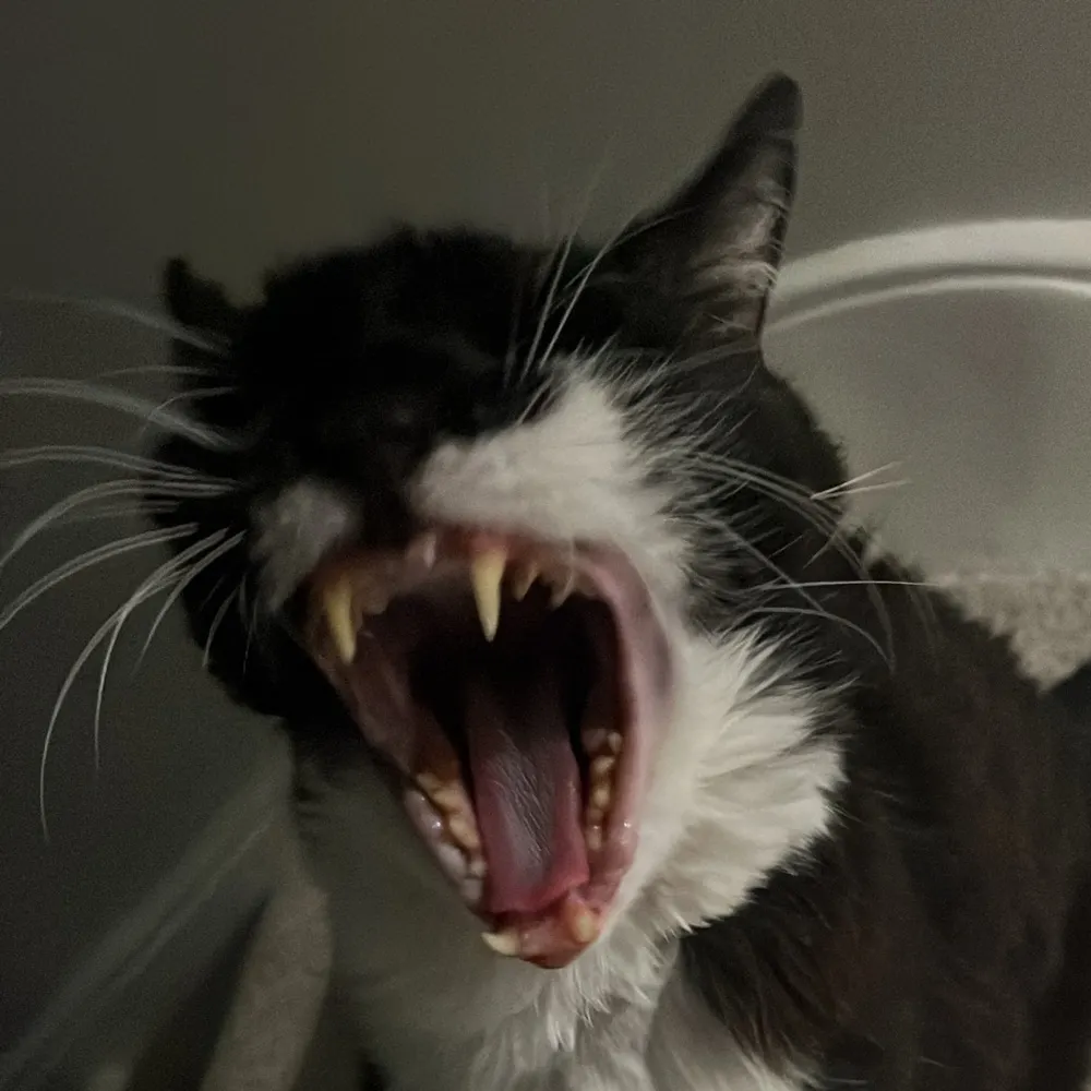 ferretbanana.bsky.social's profile picture