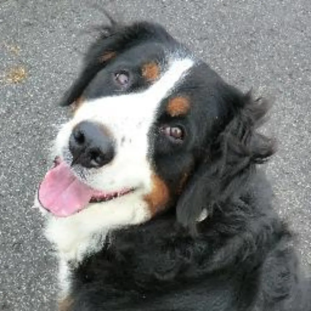 cailean911.bsky.social's profile picture