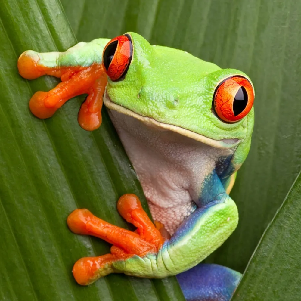 ninjabluefyre.bsky.social's profile picture