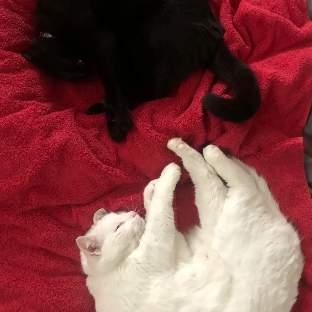 flexable.bsky.social's profile picture