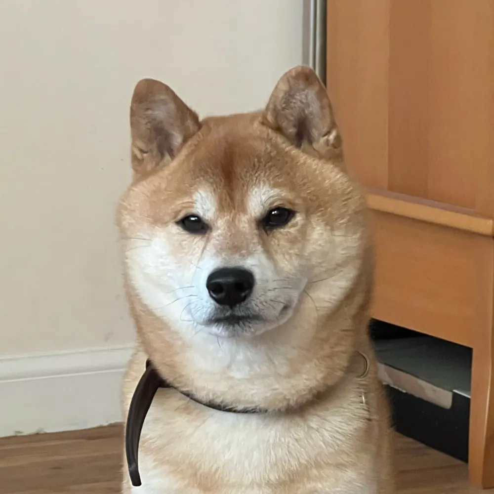 scottishshiba.bsky.social's profile picture