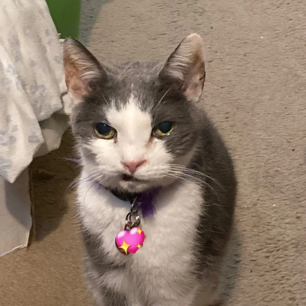 alphacatpa.bsky.social's profile picture