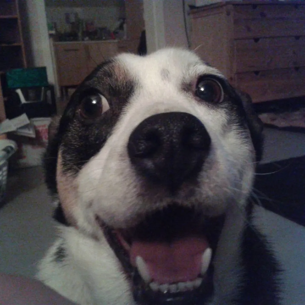 sloopxl.bsky.social's profile picture