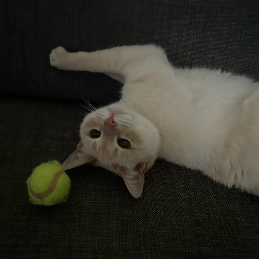 rubyjoules.bsky.social's profile picture