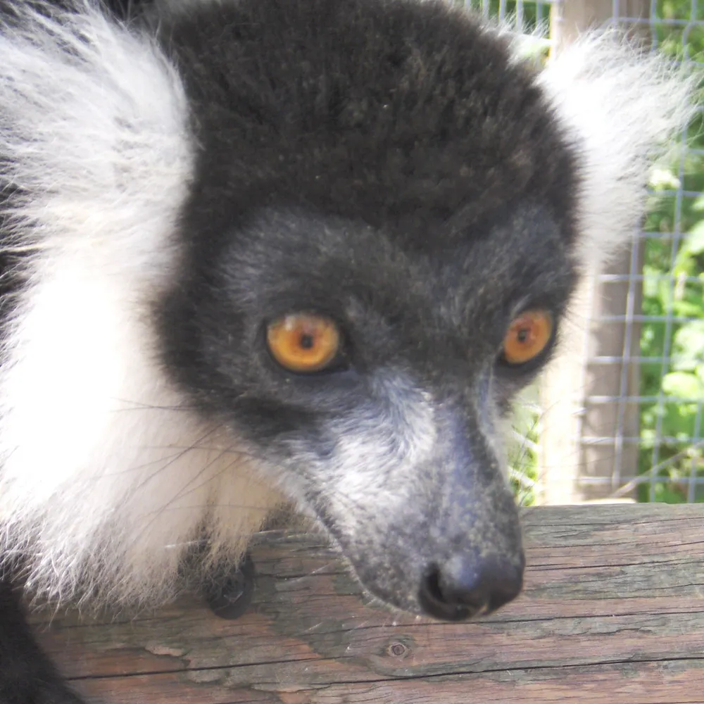 ladymondegreene.bsky.social's profile picture