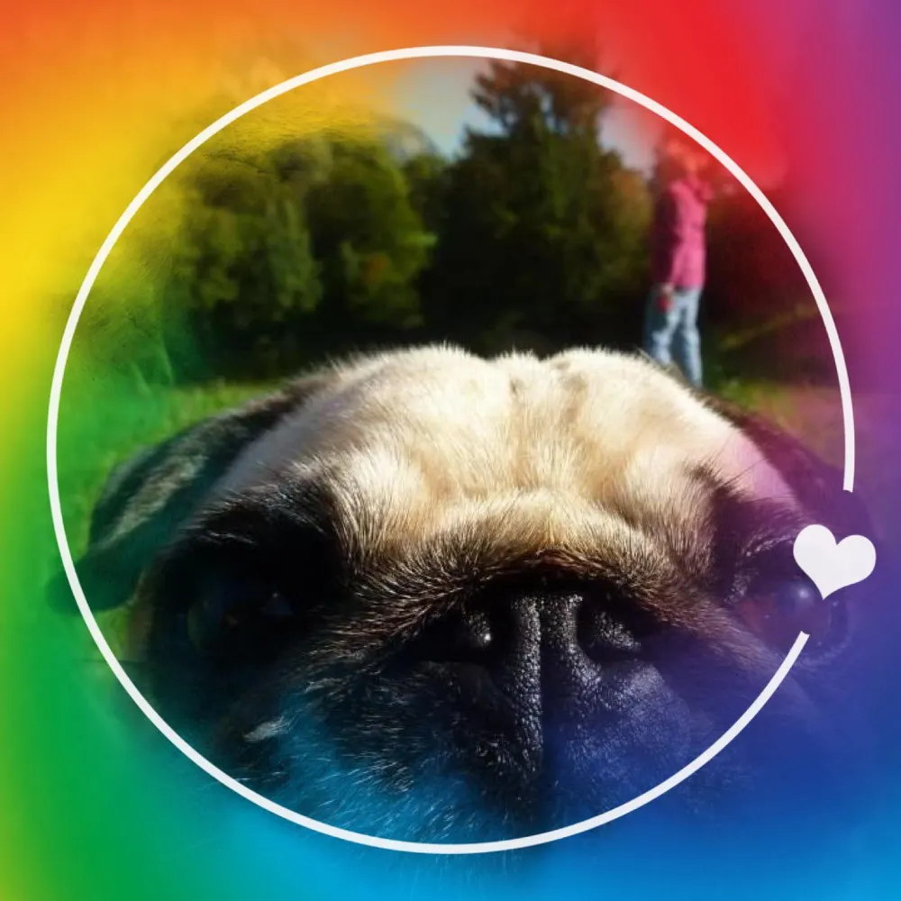 beathespinningpug.bsky.social's profile picture