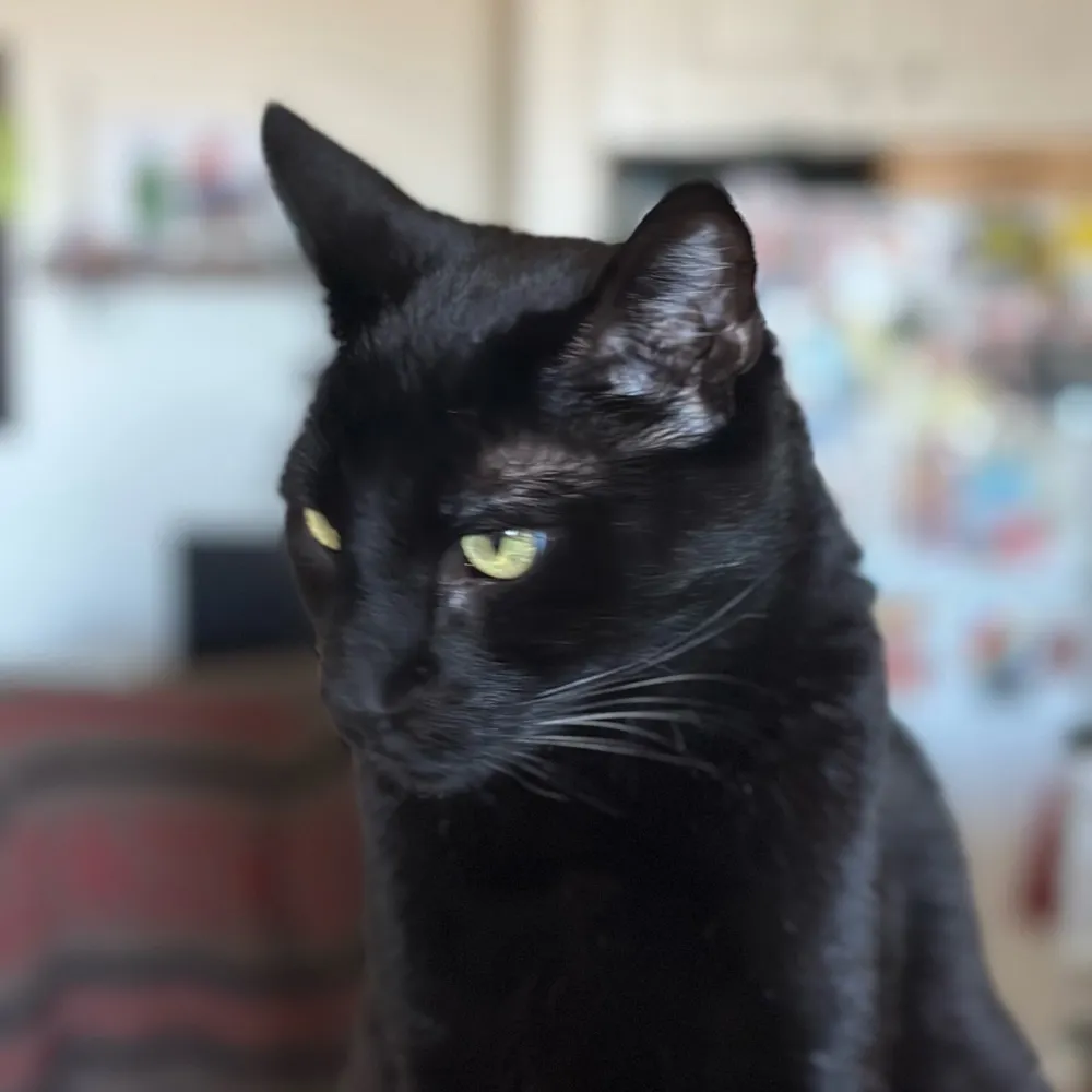 itsjustjoshy.bsky.social's profile picture