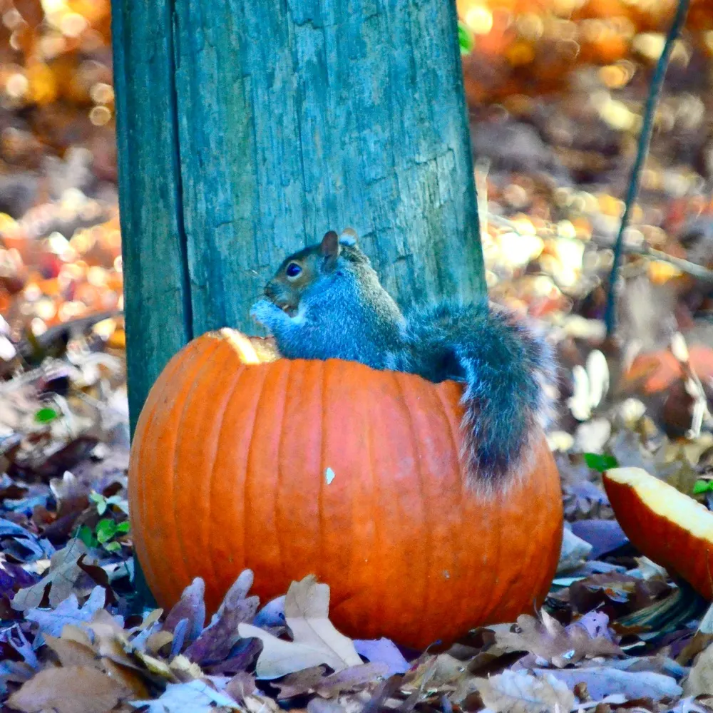 elderhostile.bsky.social's profile picture