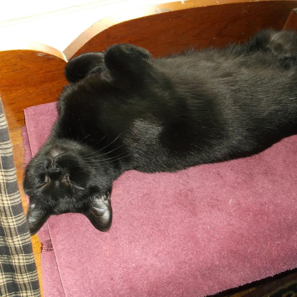 sanelunatic.bsky.social's profile picture