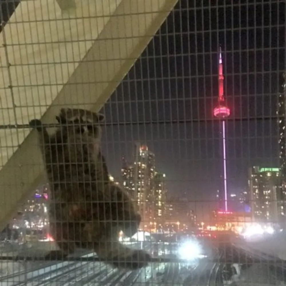 ogthedim.bsky.social's profile picture