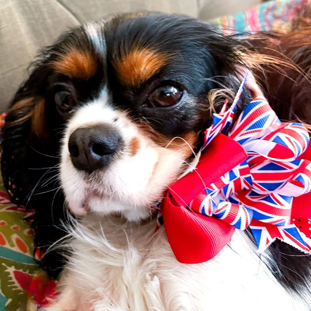 thejenniwren.teamlh.social's profile picture