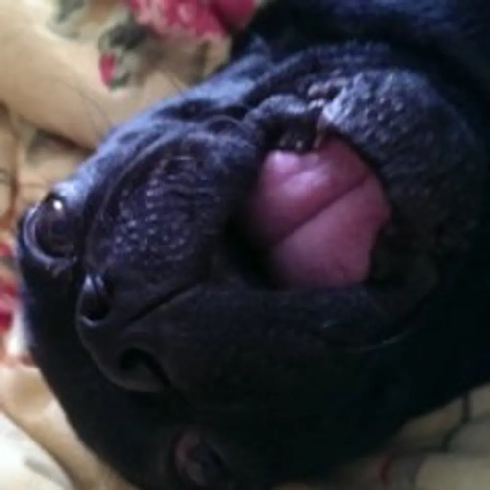 regalcutlass.bsky.social's profile picture