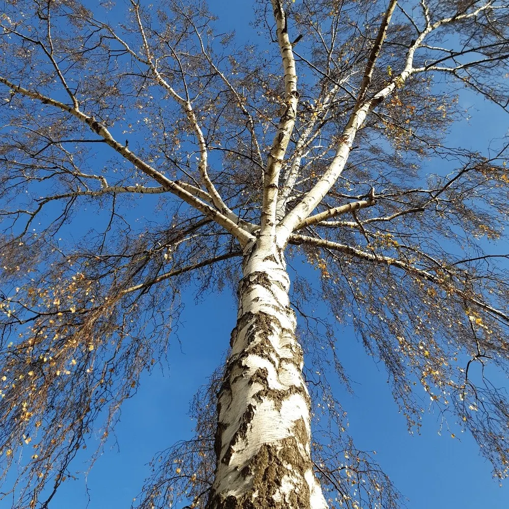 earthstar59.bsky.social's profile picture