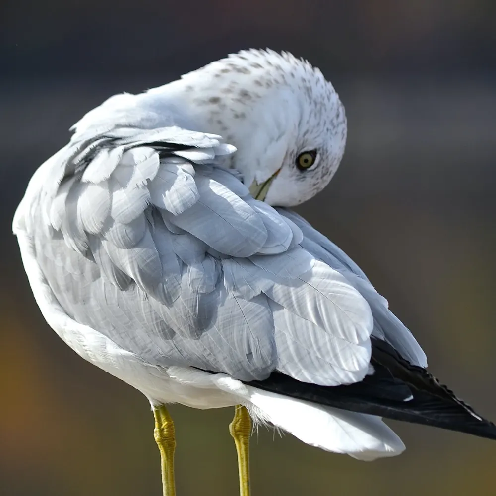 cathymac.bsky.social's profile picture