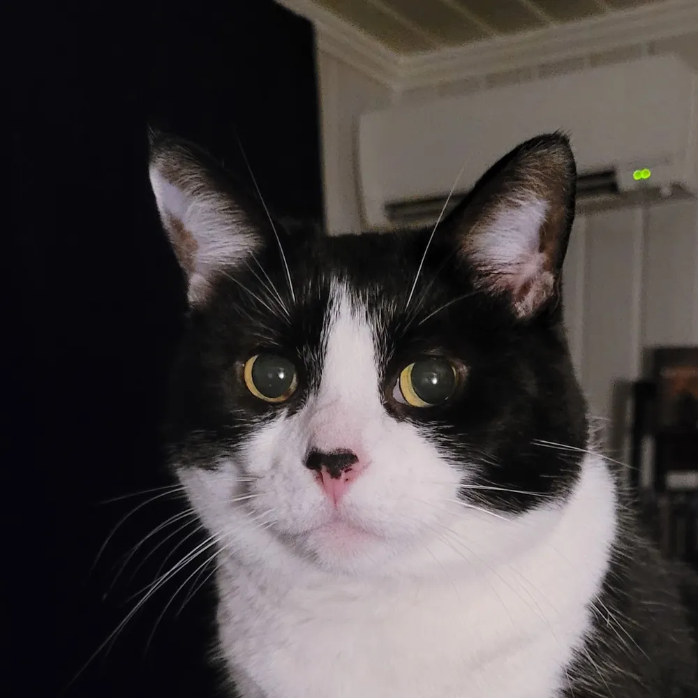 irithyllwolf.bsky.social's profile picture