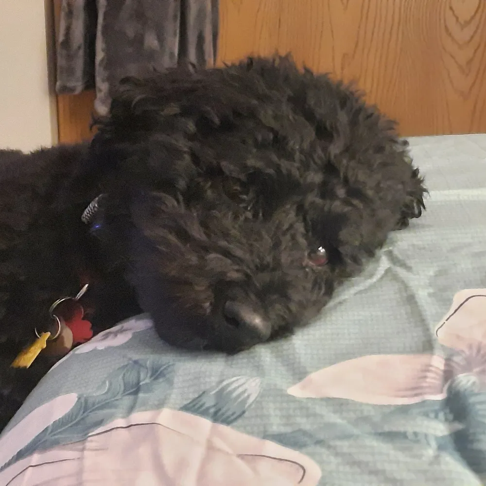 grandmacozy.bsky.social's profile picture