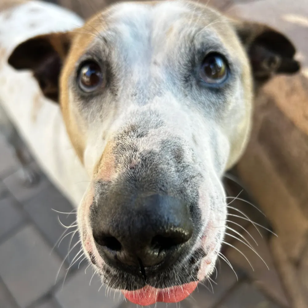 poguemahon.bsky.social's profile picture