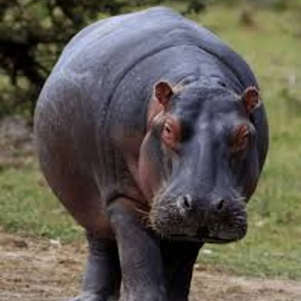 shadyhippo.bsky.social's profile picture